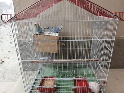 Breeder Pair of Australian parrots with cage