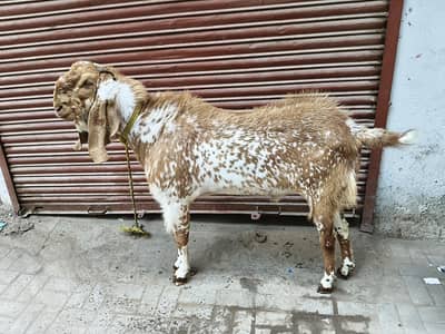 Pure makki chini