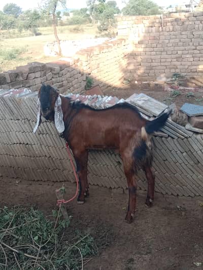 Qurbani ka Bakra