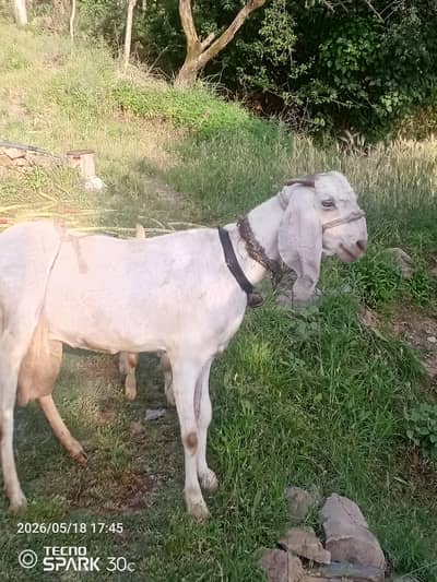 goat for sale paver rangarpoore