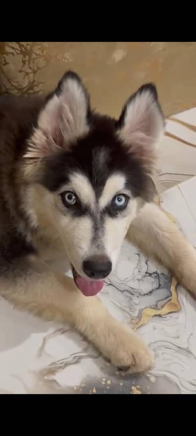 Beautiful, Friendly Siberian Husky Puppies Looking for a Home