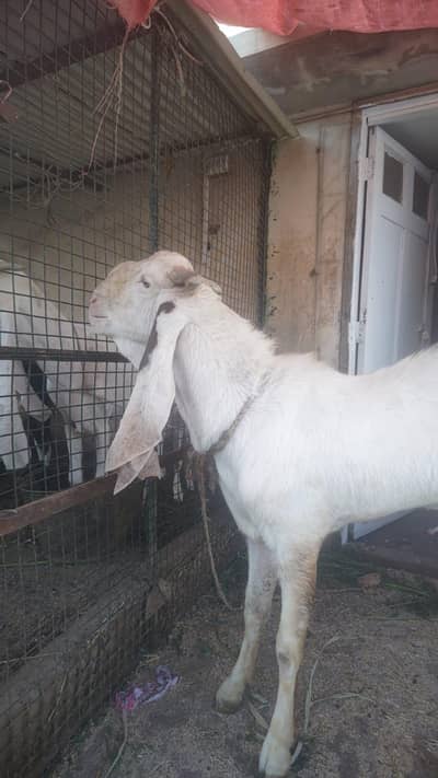 GULABI 4 daant andu bakra