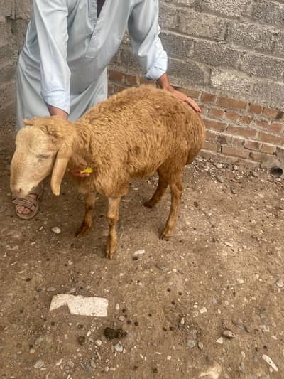 Lambs Available for Eid Ul Azha