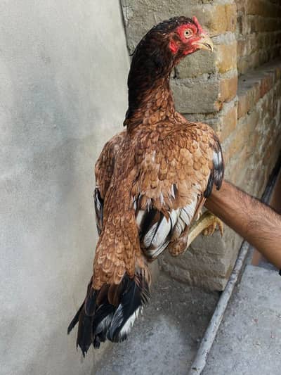 Aseel Quality Birds