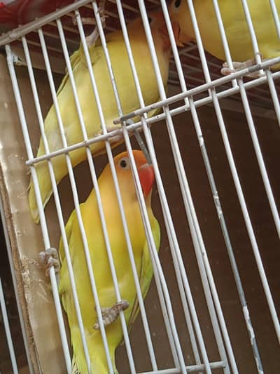 Decino Love bird