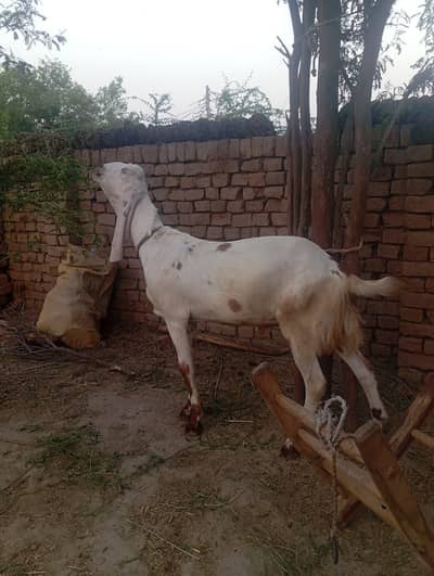 Bakra for Qurbani