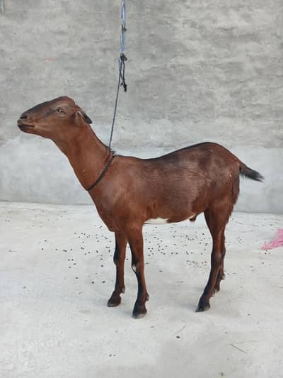 bakra for sale