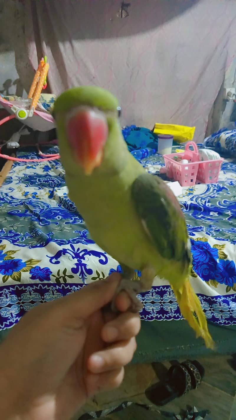 parrot 0