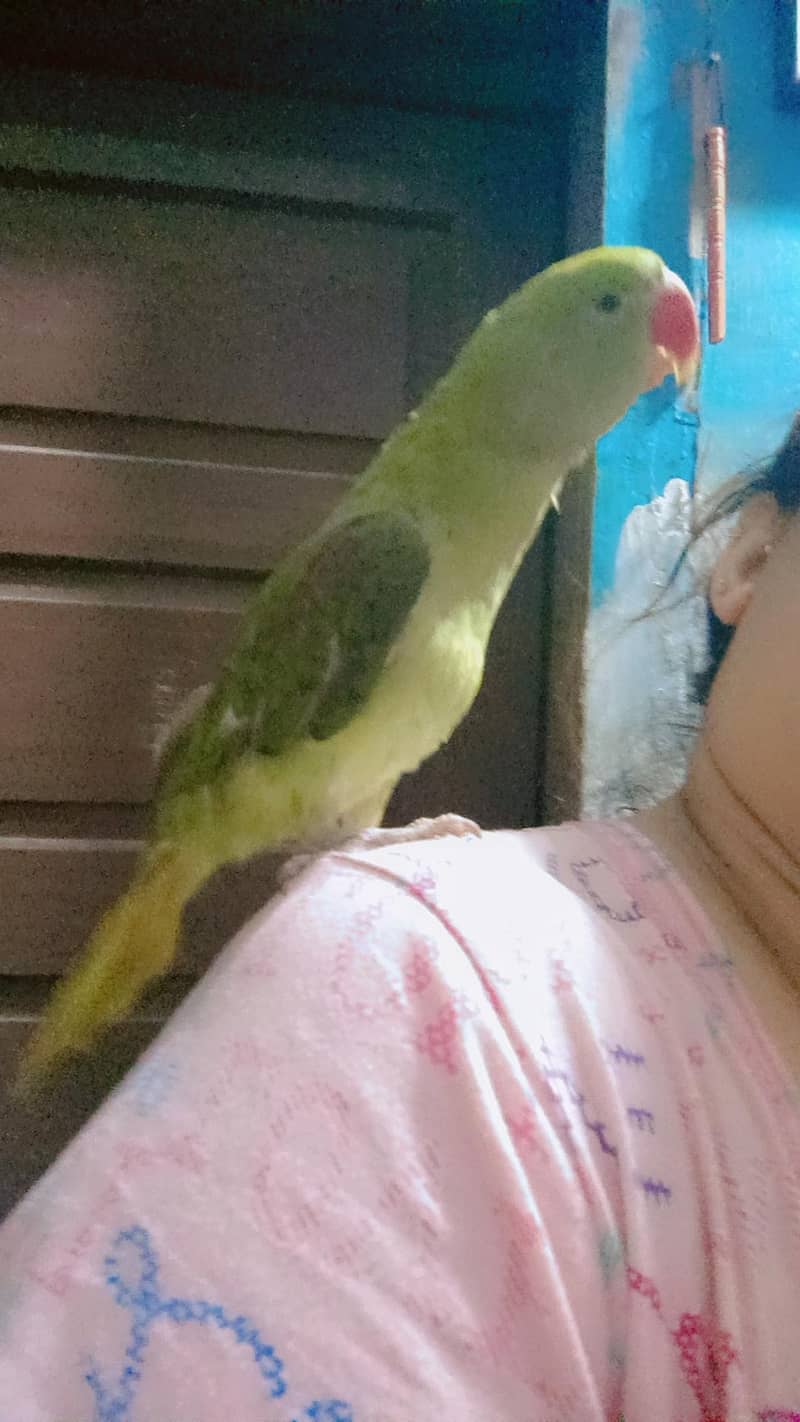 parrot 1