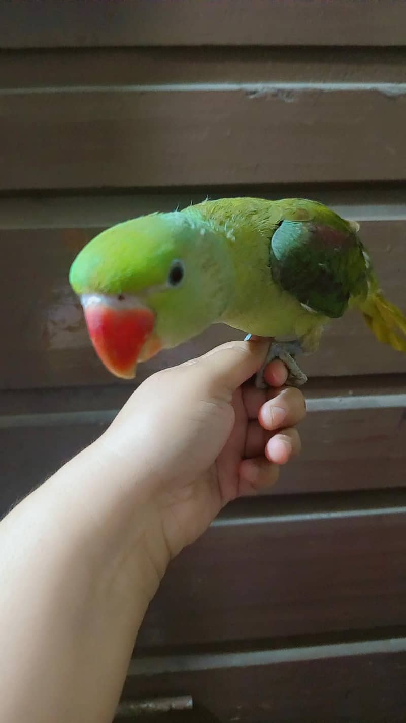 parrot 2