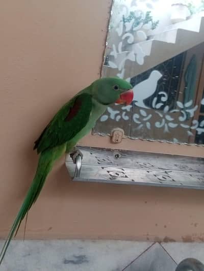 Raw parrot