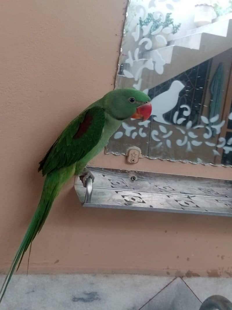 Raw parrot 0