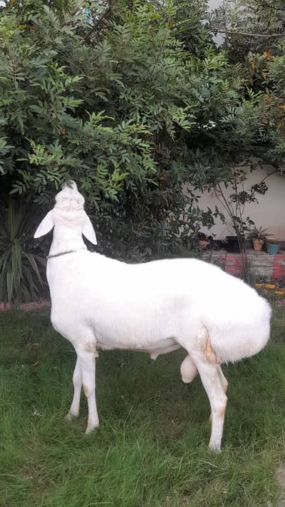 Qurbani ka janwer For sale | Dumba for sale | white dumba