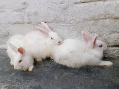 Angora Red Eyes Rabbit For Sale
