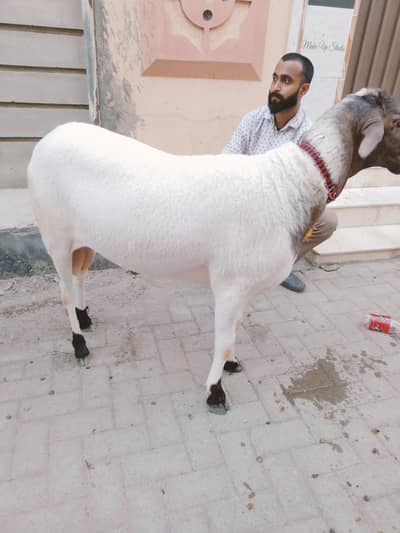 dumba