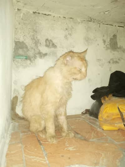 cat/ home cat / Persian cat
