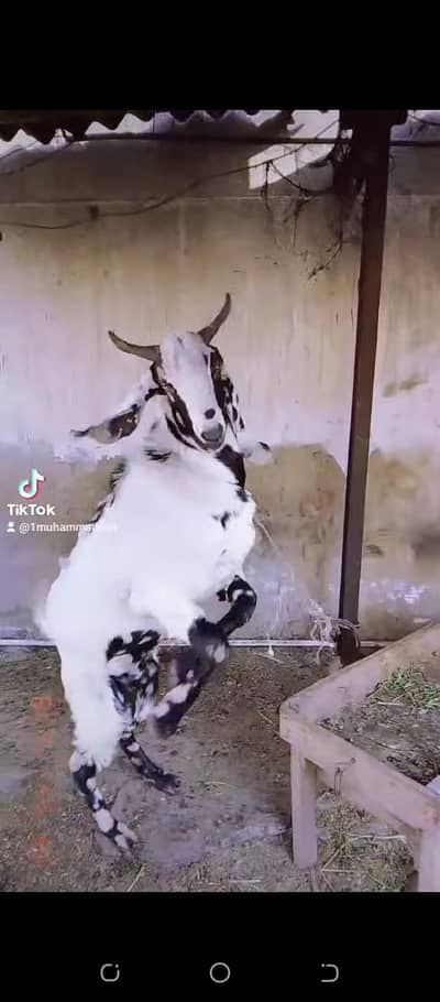 Bakra