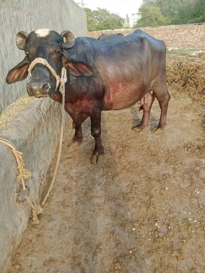 Nili-Ravi buffalo| katta | Buffalos | نیلی بھینس |  bhains for sale