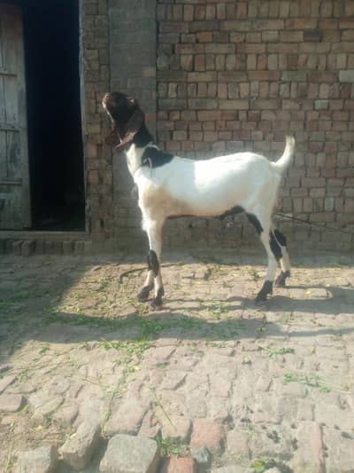 4 bakry for sale