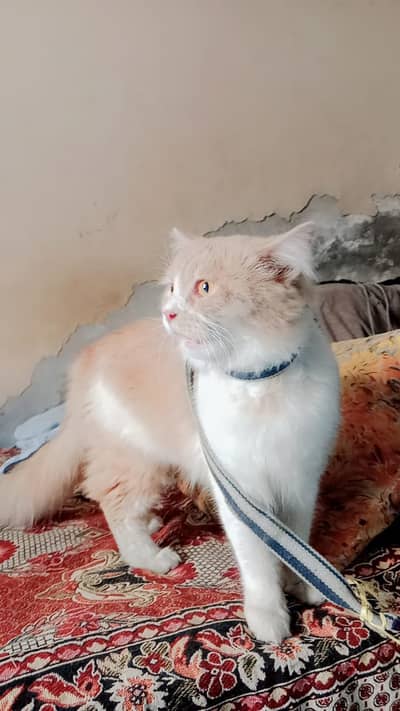 Persian cat for sale