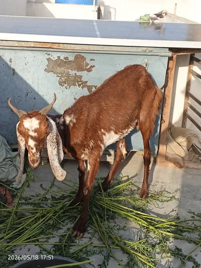 bakri 4 dant hai for seal makhi cheeni bakri hai 0/3/1/5/2/8/2/2/7/2/2