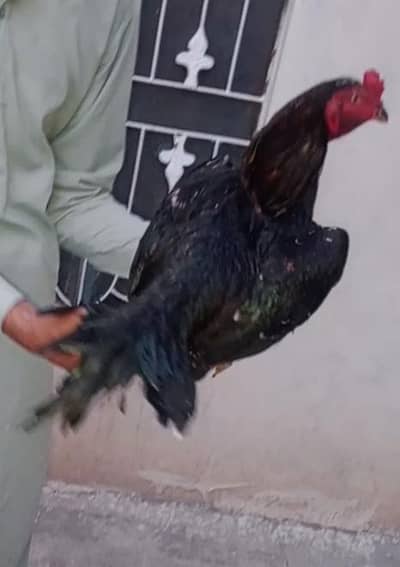 Pure Aseel breed