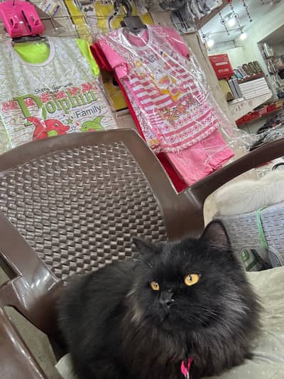 Persian cat