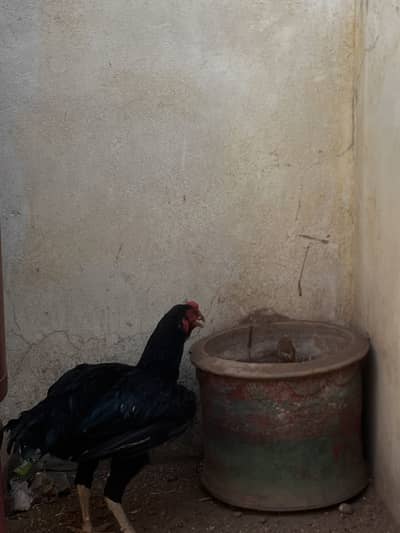 Aseel hens 6 month ptatha