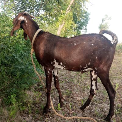 2 Qurbani k khassi bakray for Sale