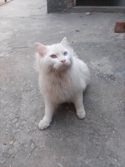 White Turkish Angora Cat