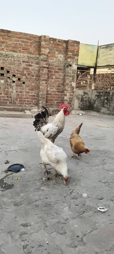 1 Murga 2 Murgiyan