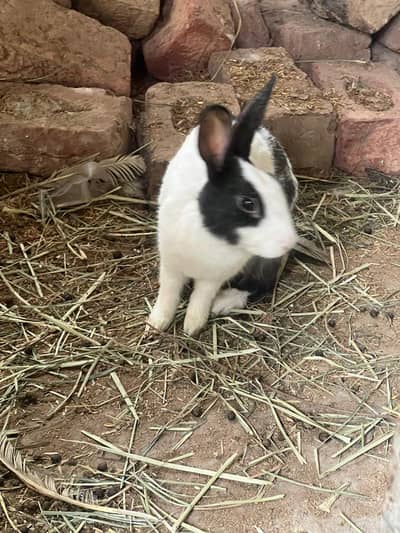 Healthy albino rabbits paire- 5 month old , white , brown and black