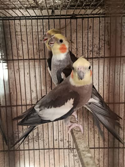 Ready to breed  2 years old l