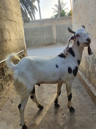 Bakra for eid Qurbani