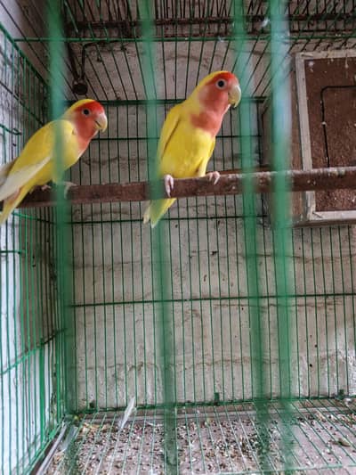 1 pair Lovebird or 2 pair  Australian