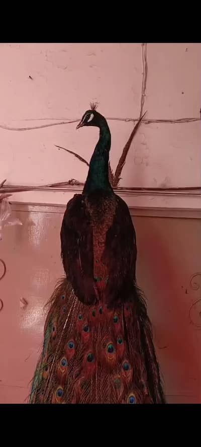real stuffed peacock