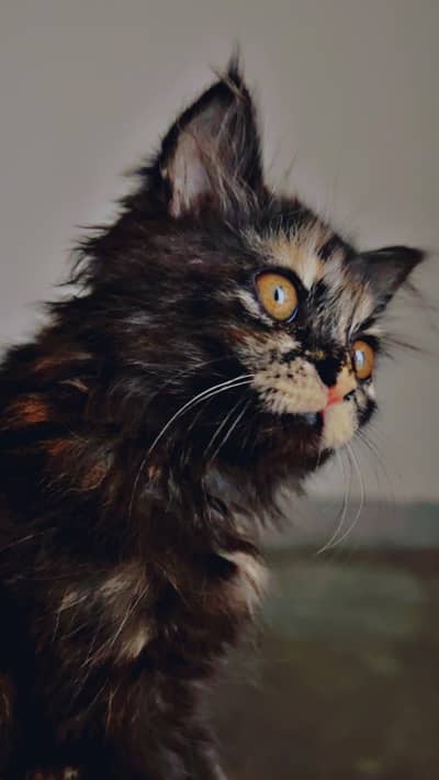 Persian cat for sale