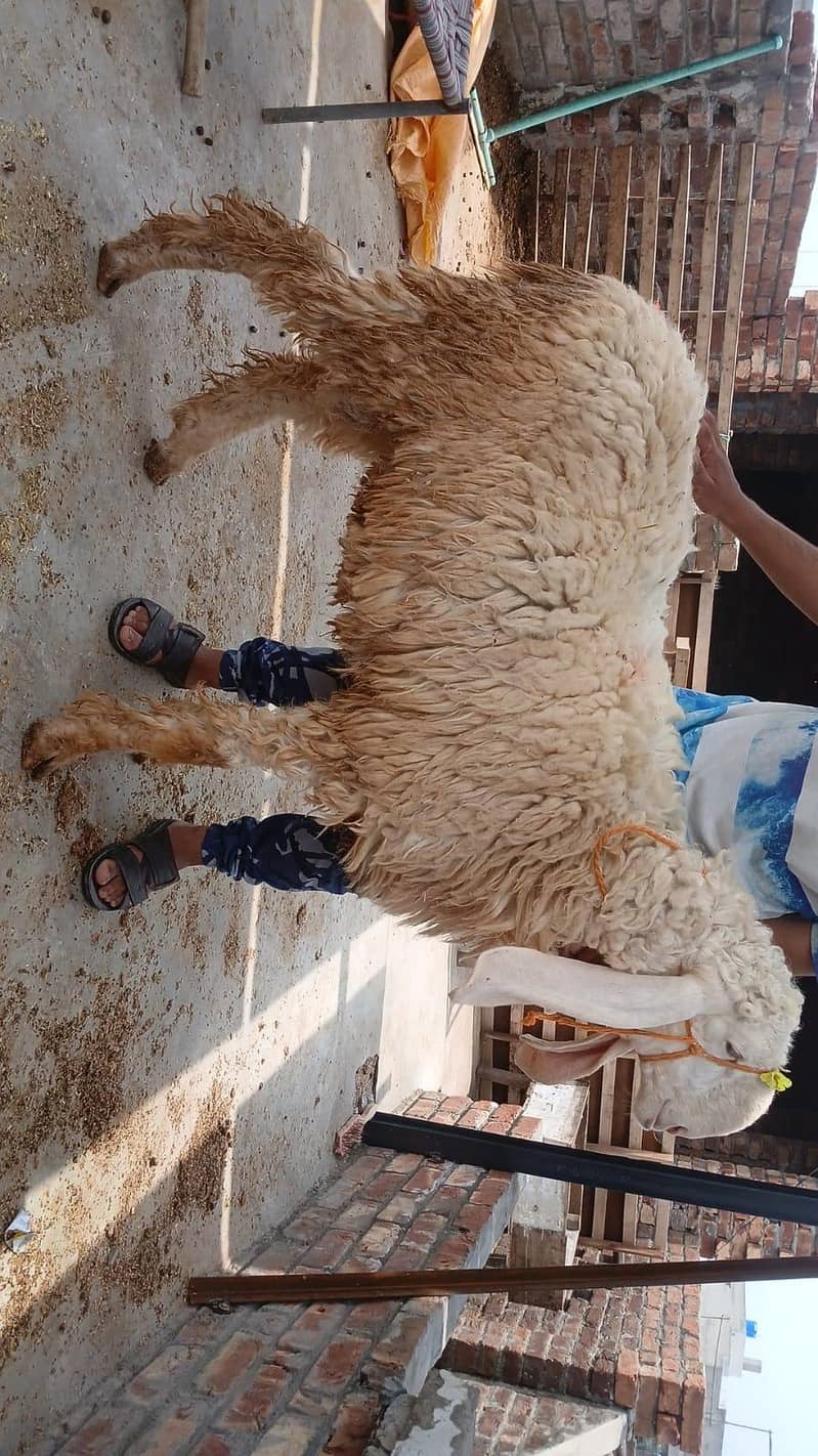 sheep's 0