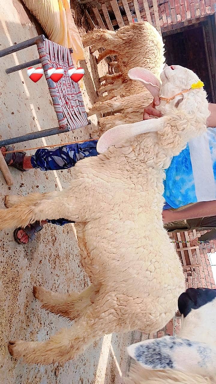 sheep's 1