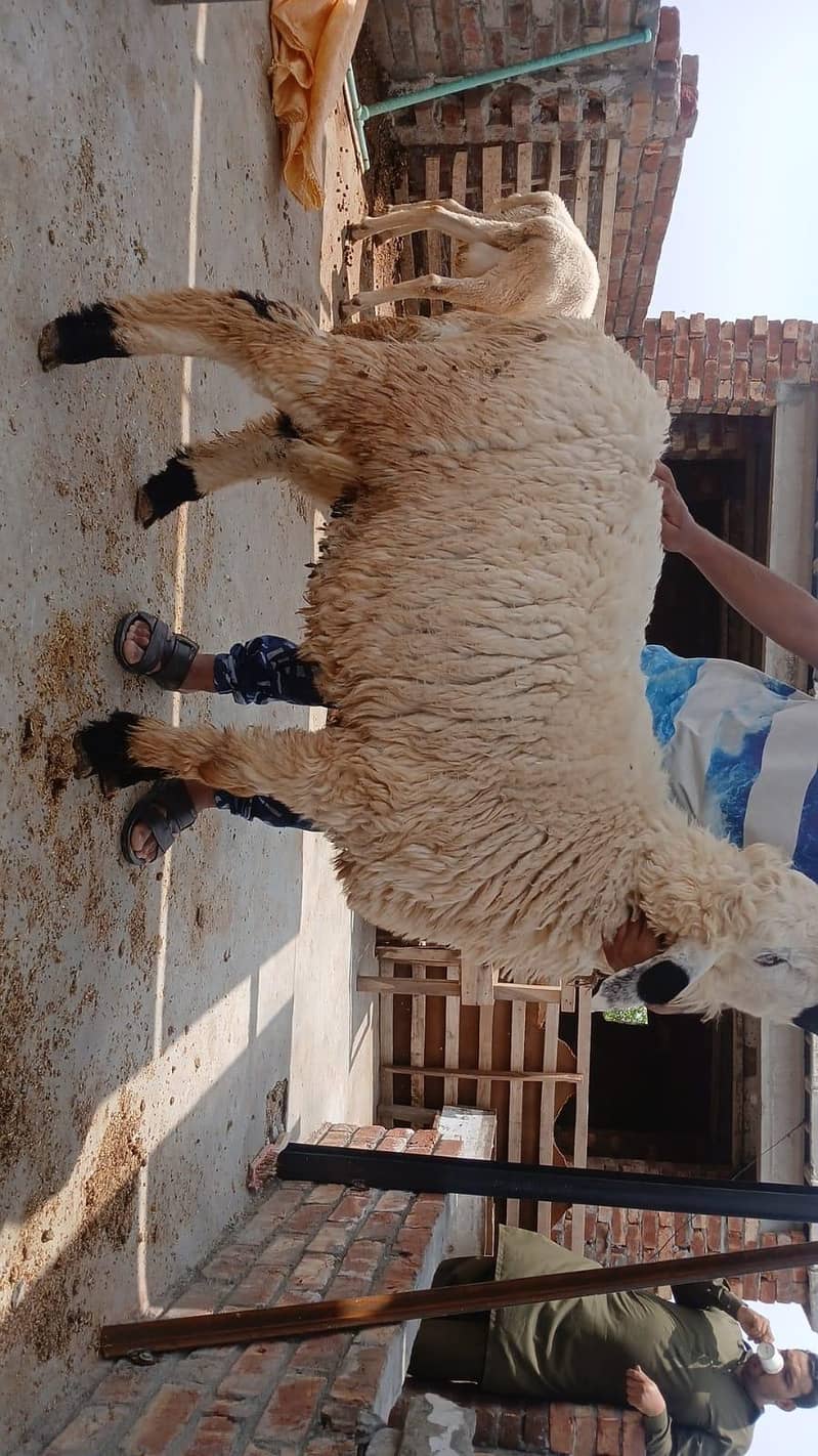 sheep's 2
