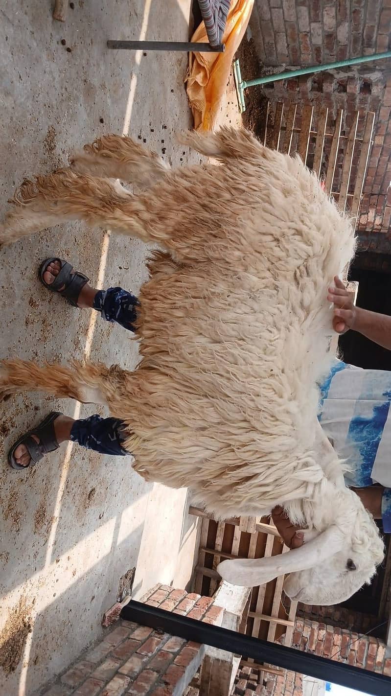 sheep's 3