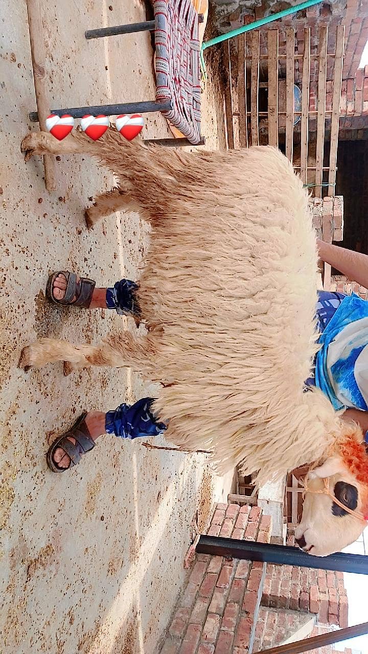 sheep's 5