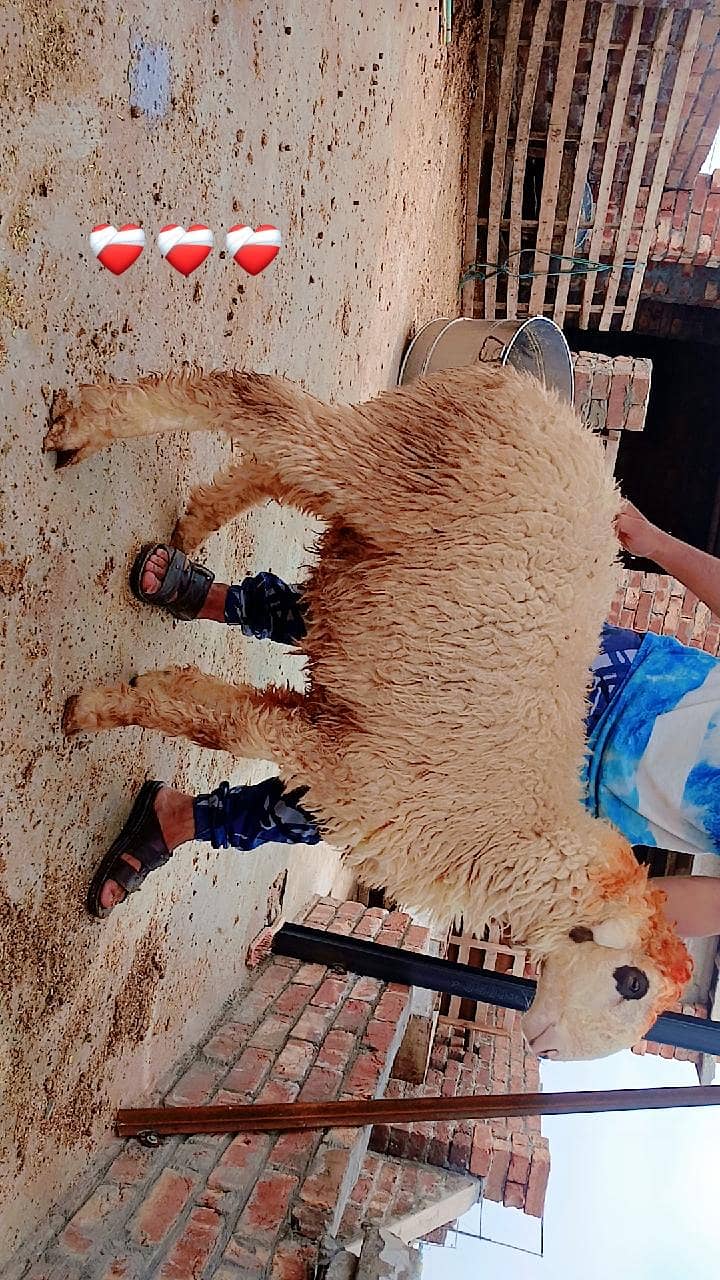 sheep's 6