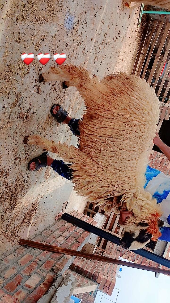 sheep's 7