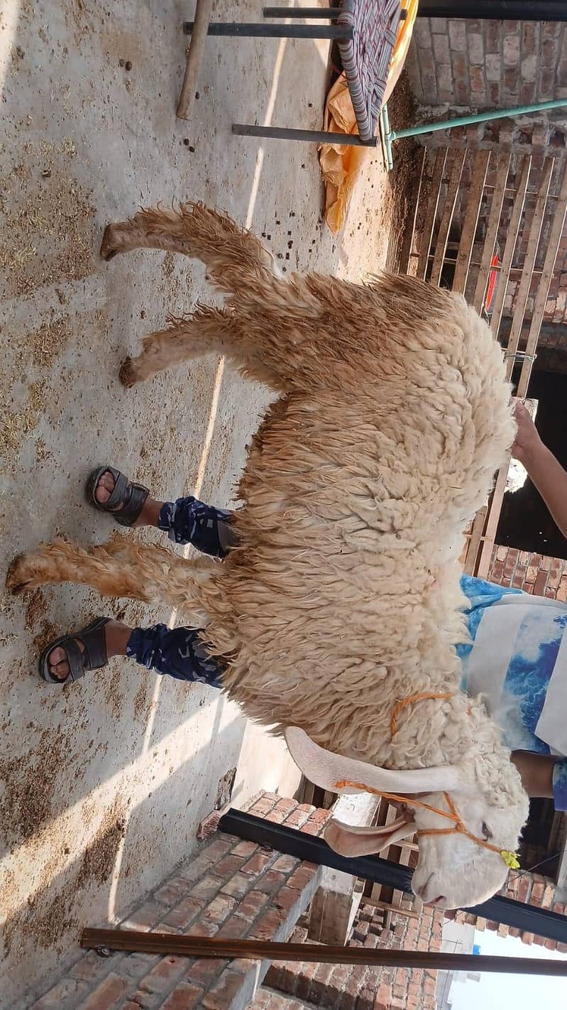 sheep's 8