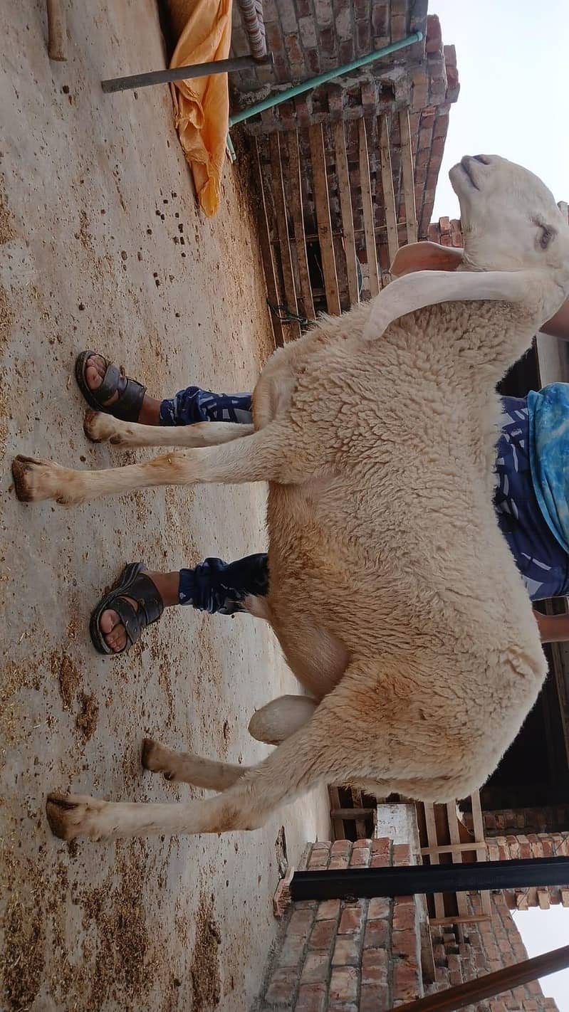 sheep's 9