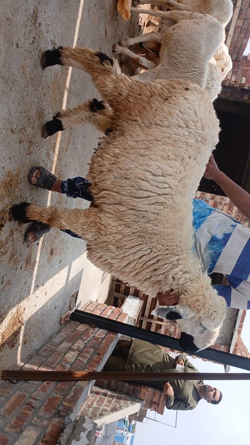 sheep's 10
