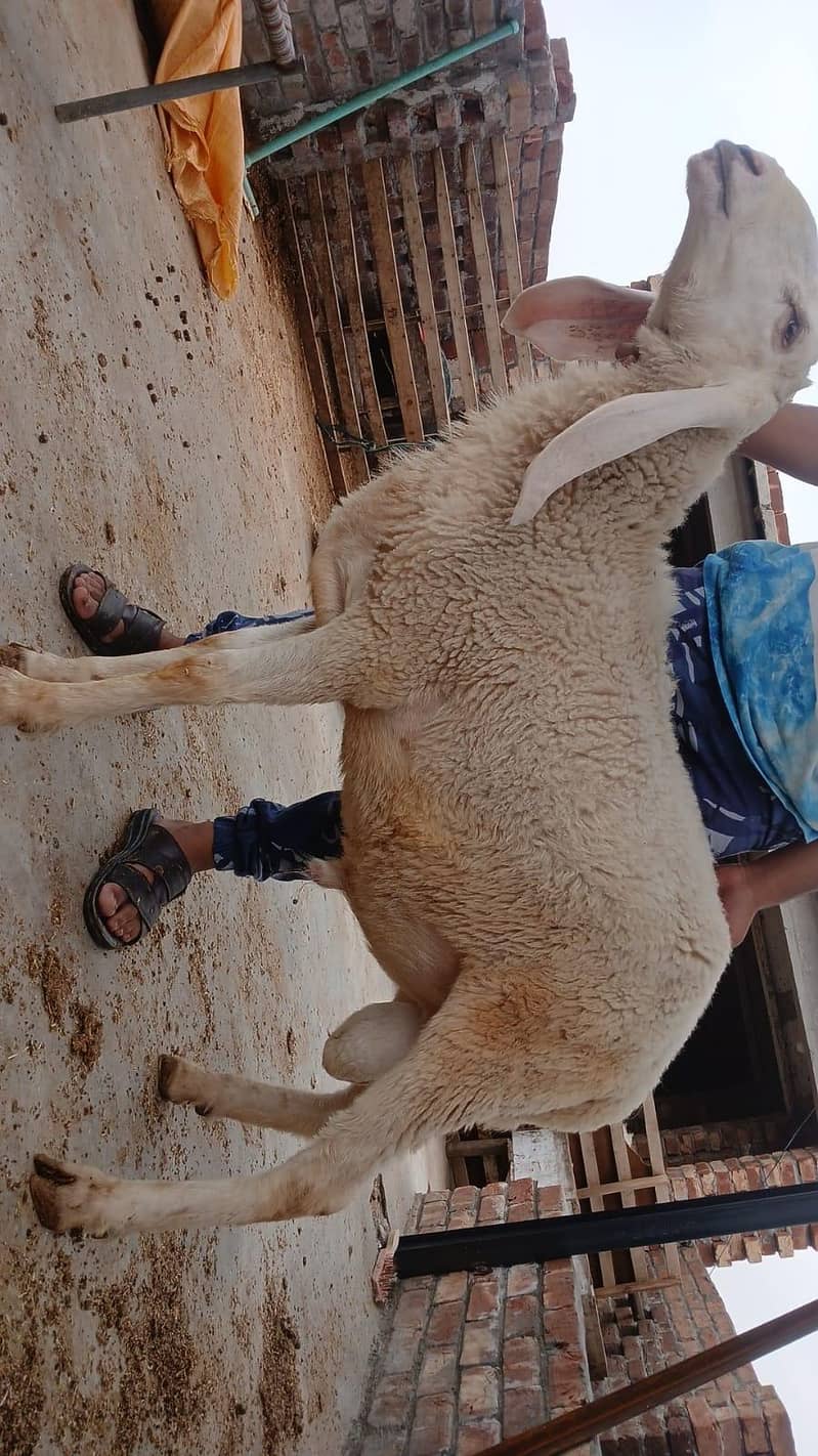 sheep's 11