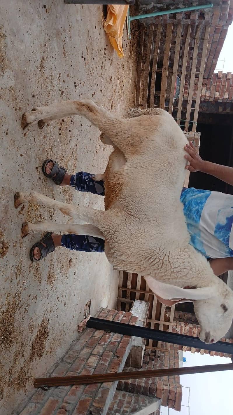sheep's 12