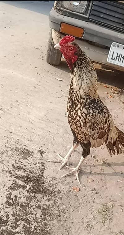 aseel pair mianwali high quality